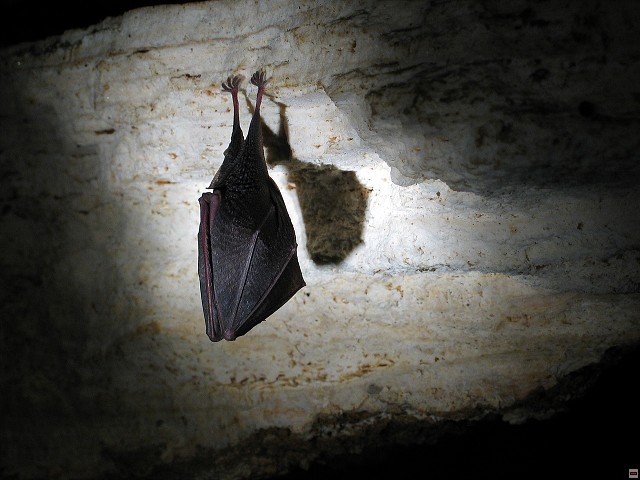 img00003.jpg