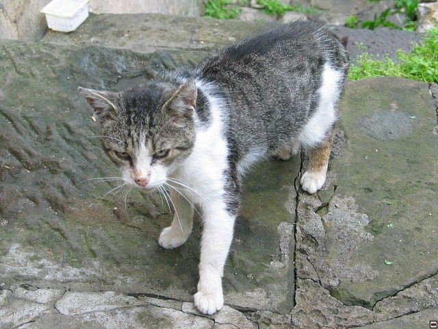 img00004.jpg